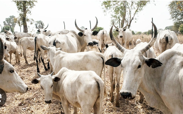  Outrage as police arrest three Odulu leaders over alleged cow death
